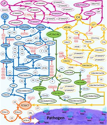 Systems Biology Modeling of the Complement System Under Immune Susceptible Pathogens